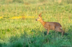 Roe deer in the shadows, Netherlands